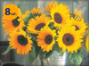 HELIANTHUS ANNUUS SUNRICH ORANGE 8 SZTUK